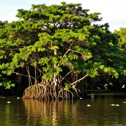 Descubra os Manguezais de Vitória: Natureza e Biodiversidade